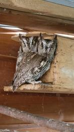 westers schreeuwuil koppel roofvogel, Meerdere dieren, Roofvogel, Geringd