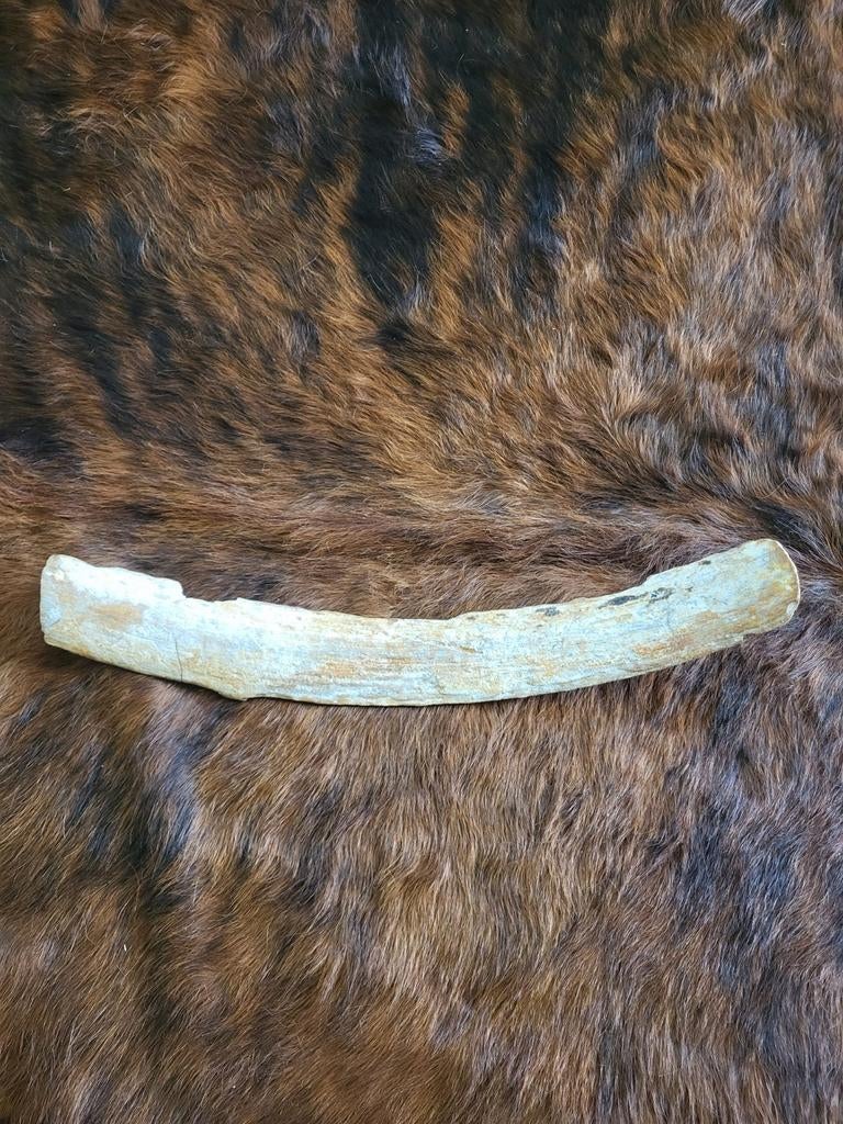 Mooie Mammoet Slagtand Fragment - 40 cm, Verzamelen, Mineralen en Fossielen, Ophalen of Verzenden, Fossiel