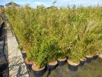 niet woekerende bamboe Fargesia black pearl, Volcano,  Simba, Tuin en Terras, Planten | Tuinplanten, Ophalen, Bloeit niet, Overige soorten