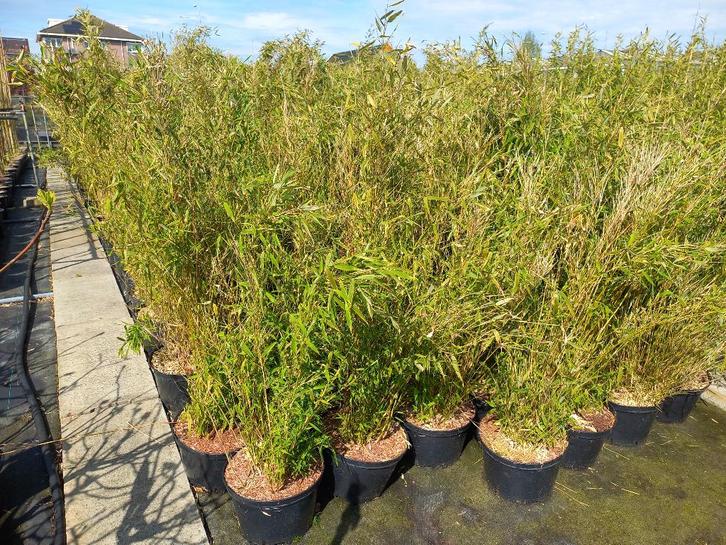 niet woekerende bamboe Fargesia black pearl, Volcano,  Simba, Tuin en Terras, Planten | Tuinplanten, Overige soorten, Halfschaduw