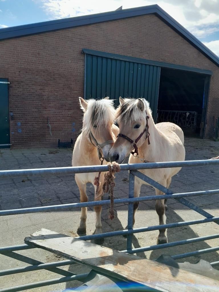 fjorden paarden, Dieren en Toebehoren, Minder dan 160 cm, Met stamboom, Niet van toepassing, 0 tot 2 jaar