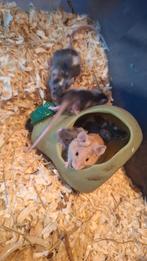 muizen, Muis, Mannelijk, Januari, Tam