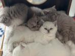 Prachtige Britse Korthaar & Langhaar kittens, Dieren en Toebehoren, Katten en Kittens | Raskatten | Korthaar, Poes, Ingeënt