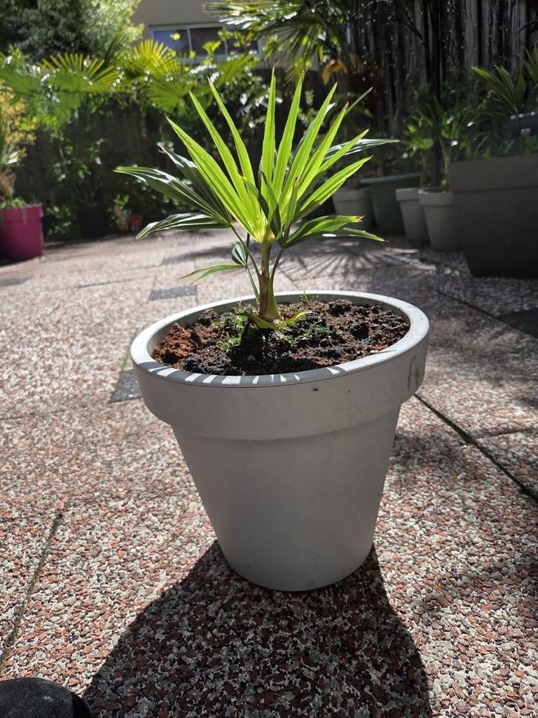 Winterharde Trachycarpus fortunei palm inclusief pot, Tuin en Terras, Planten | Tuinplanten, Ophalen
