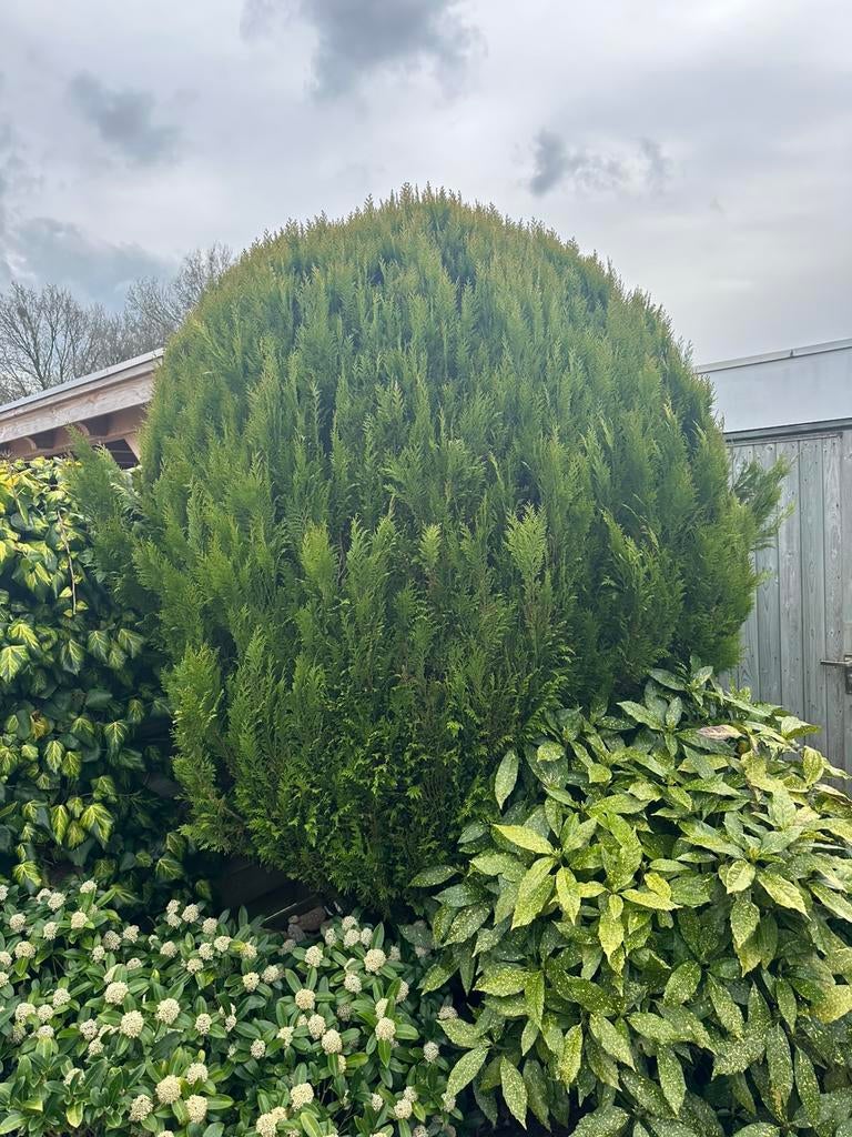 Conifeer, Ophalen, Bloeit niet, Halfschaduw, Overige soorten