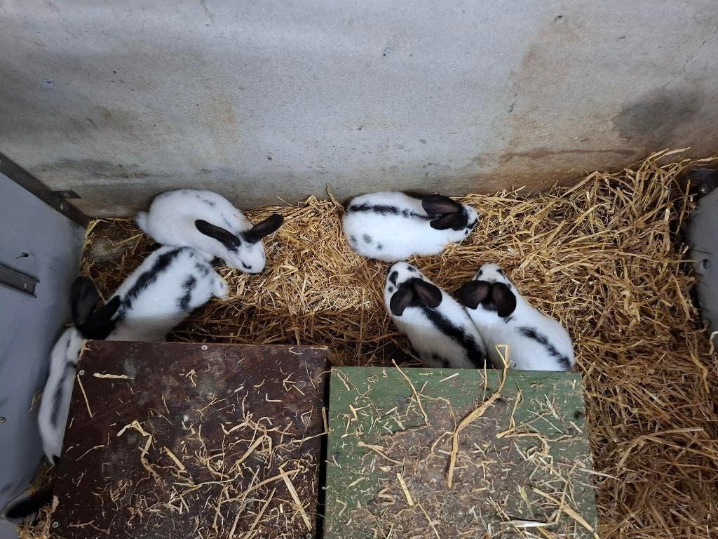 Lotharinger konijnen TE KOOP, Dieren en Toebehoren, Konijnen, Meerdere dieren, Groot, 0 tot 2 jaar