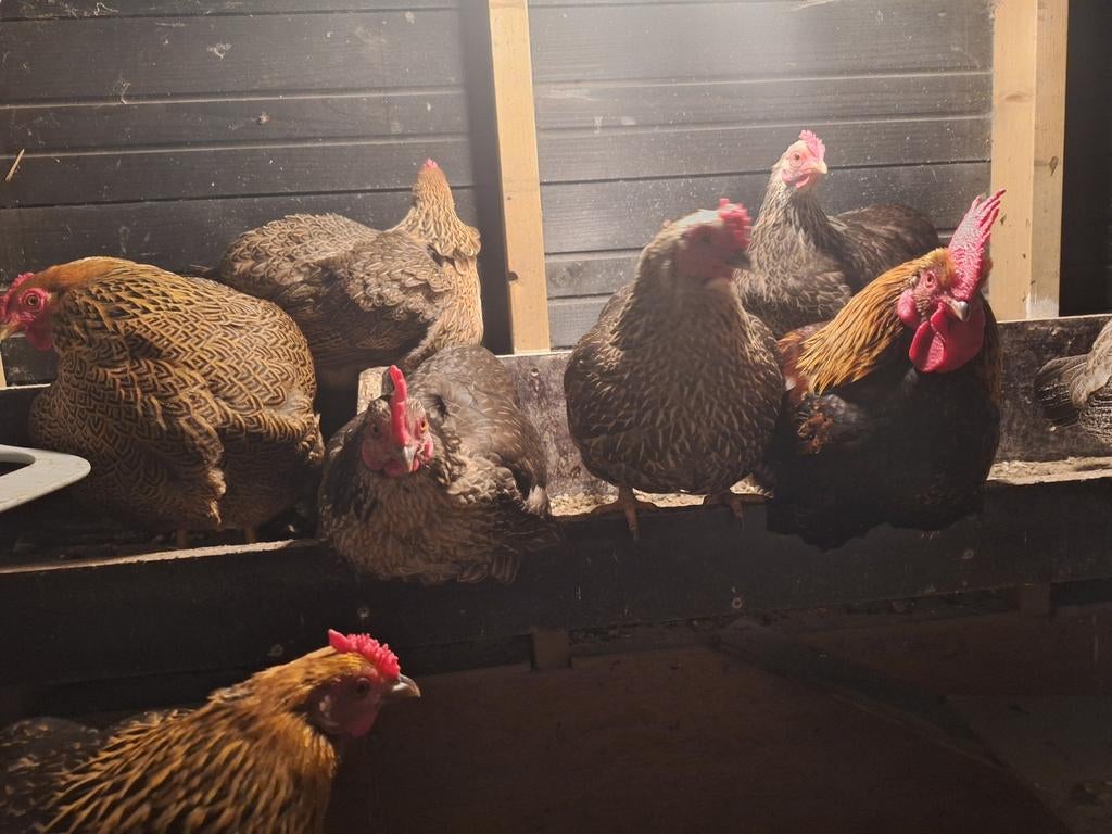 Kippen, Dieren en Toebehoren, Pluimvee, Meerdere dieren, Kip