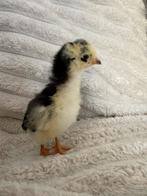 Kleurlegger kuikens!, Dieren en Toebehoren, Pluimvee, Meerdere dieren, Kip