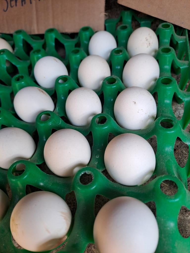 Broedeieren sabelpoot kriel, Kip