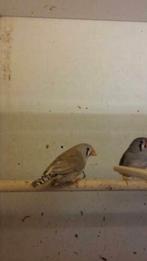 Zebravinken TT kwaliteit grote vogels [ Poephila guttata ], Meerdere dieren