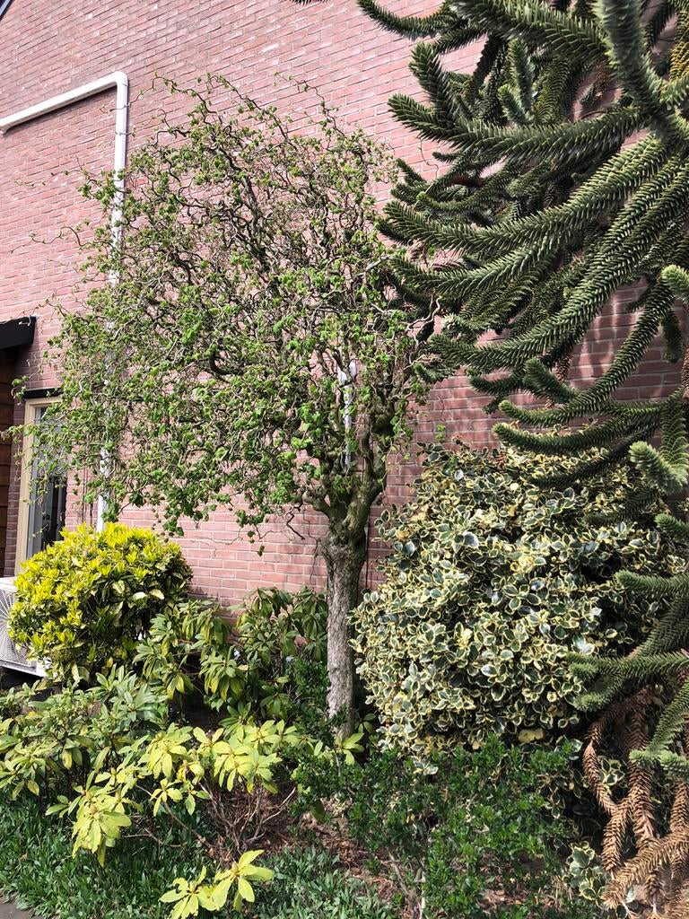 Hazelaar, Ophalen of Verzenden, Halfschaduw, Overige soorten, 250 tot 400 cm