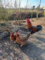 Welsumer kippen broedeieren, Dieren en Toebehoren, Pluimvee, Geslacht onbekend, Kip