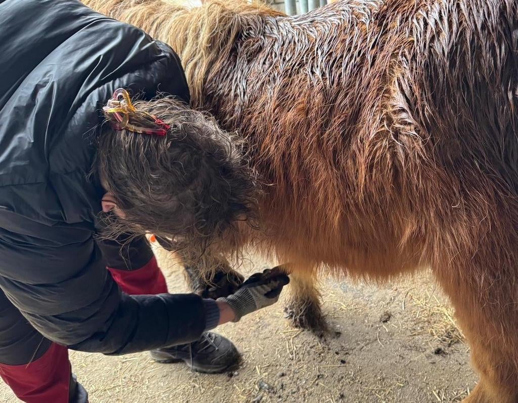 Hoefbekapper Achterhoek, Dieren en Toebehoren, Ophalen