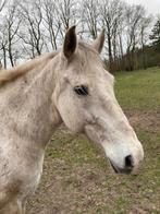 weidemaatje, betrouwbare ruin, Minder dan 160 cm, Ruin, M, Gechipt