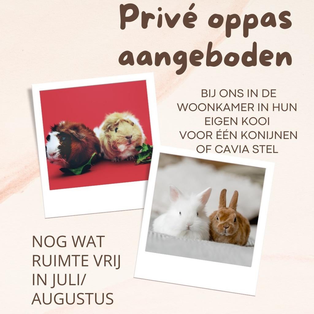 Ervaren privé oppas voor jouw lieve konijnen en/of cavia's, Maart, Meerdere dieren