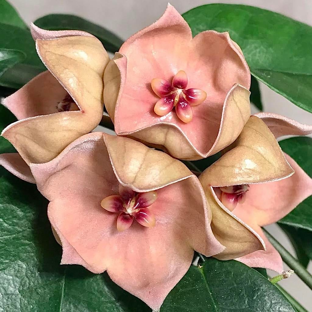Hoya megalantha pink, Huis en Inrichting, Kamerplanten, Overige soorten, Minder dan 100 cm, Bloeiende kamerplant, Halfschaduw