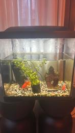 Aquarium 2 goudvissen, Dieren en Toebehoren, Ophalen of Verzenden, Zo goed als nieuw