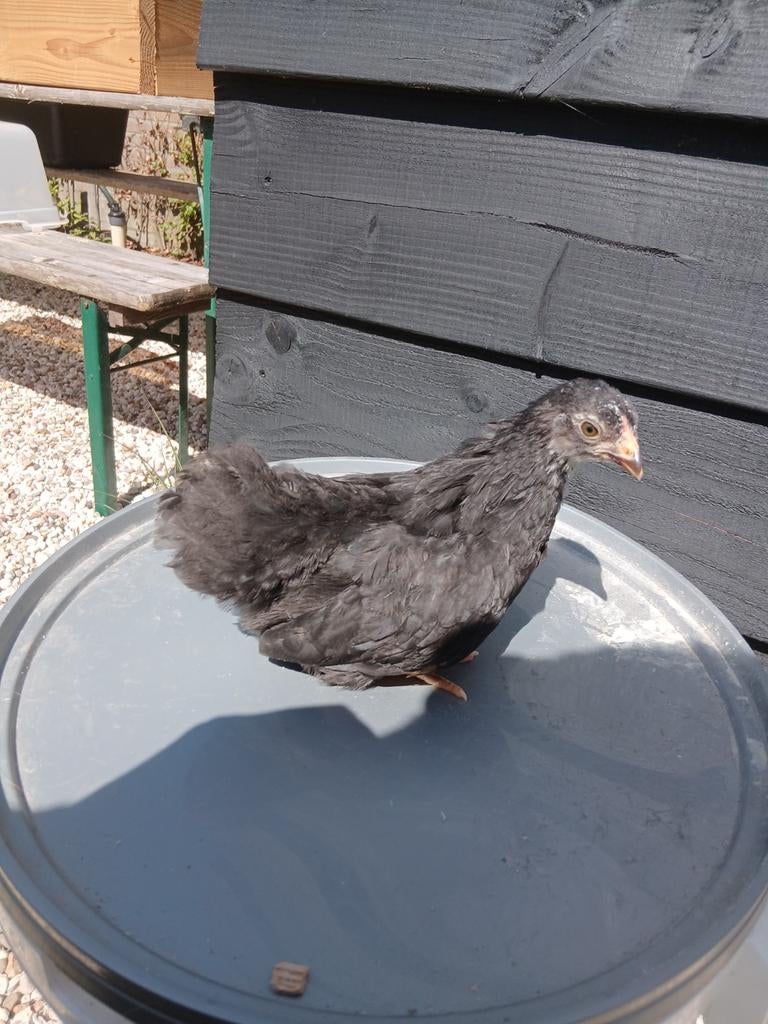 2 Wyandotte kriel kippen, Dieren en Toebehoren, Vogels | Duiven, Meerdere dieren, Postduif