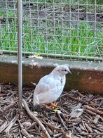 Mooie zilverkleurige chinese kwartel haan, Mannelijk