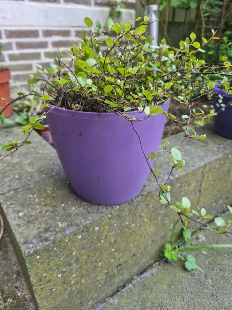 Muehlenbeckia plant, hangplant, Ophalen, Bodembedekkers, Vaste plant, Bloeit niet