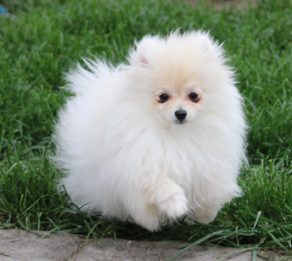 Pomeriaan pup, Parvo, België, Keeshond, Reu