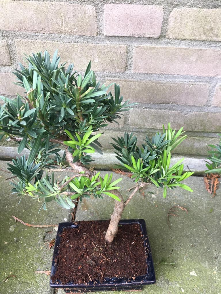 Bonsai Podocarpus, In pot, Minder dan 100 cm, Bonsai, Groene kamerplant