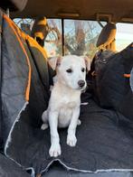 Snow is in Cyprus, 15 weken tot 1 jaar, Buitenland, Teef, Parvo