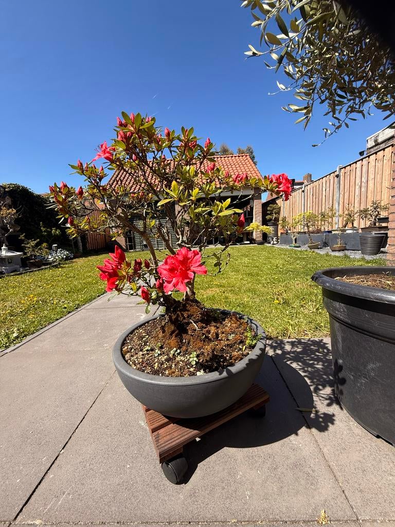 Bloeiende Azalea Rhododendron in schaal - 65cm hoog, Vaste plant, Halfschaduw, Lente, Ophalen