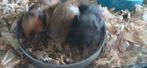 Syrische hamsters jong en tam, Dieren en Toebehoren, Meerdere dieren, Kip