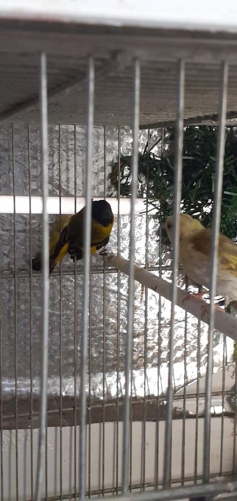 Vogels, Dieren en Toebehoren, Vogels | Overige Vogels, Meerdere dieren, Geringd