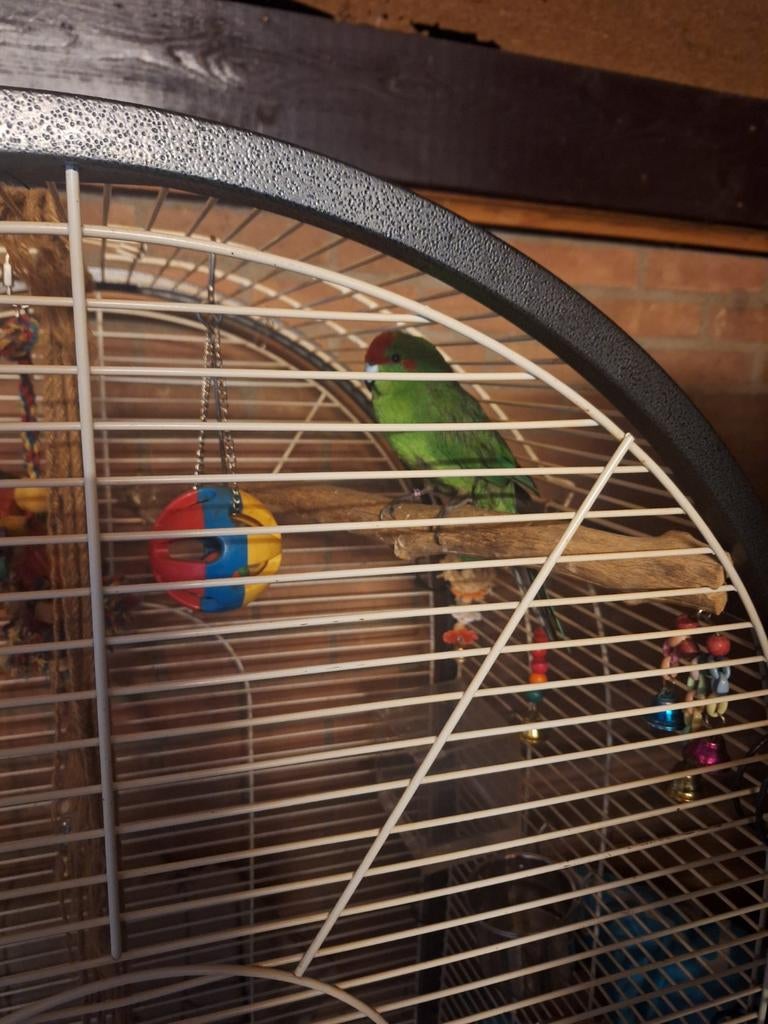 Te koop vrouwtje en mannetjes kakariki, Dieren en Toebehoren, Meerdere dieren, Geringd