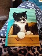 Vintage Ansichtkaart Zwart-Witte Kitten in Mand, Ophalen of Verzenden, 1960 tot 1980, Ongelopen