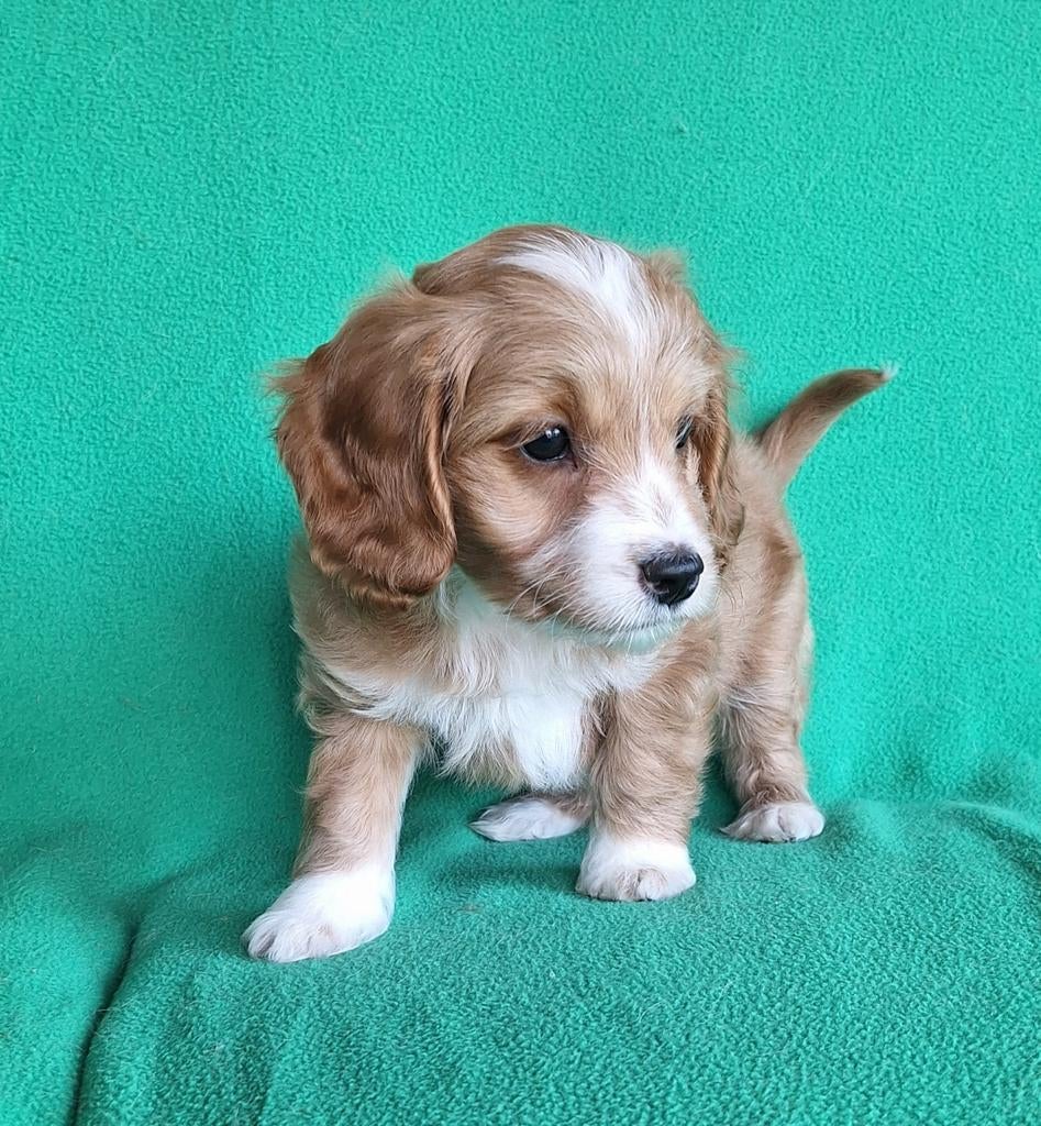 Lieve Mini Doodle Pups 💕, Parvo, Nederland, Overige rassen, 8 tot 15 weken