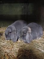 2 nhd konijnen ram (nederlands hangoor dwerg), Dieren en Toebehoren, Konijnen, Mannelijk, Dwerg