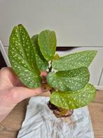 Stippenbegonia stekje!, Groene kamerplant, Ophalen of Verzenden, Halfschaduw, Minder dan 100 cm