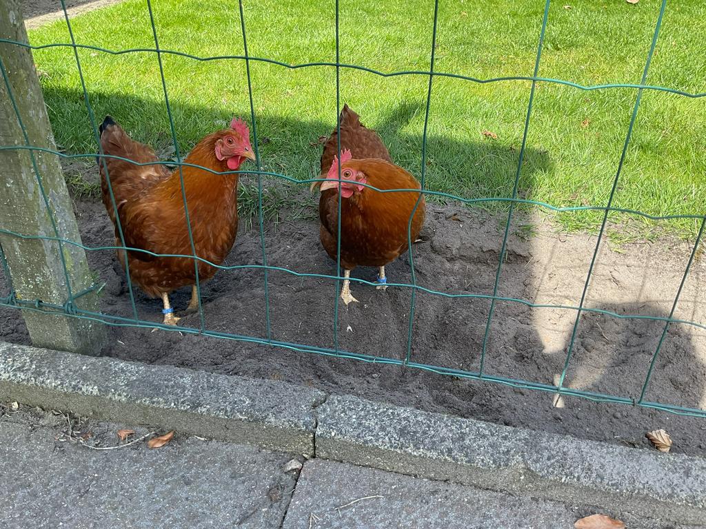 Krielkippen, Dieren en Toebehoren, Pluimvee, Vrouwelijk, Kip
