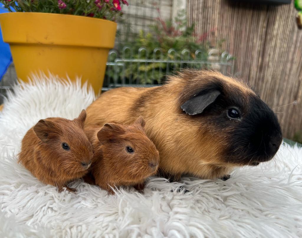 satijn calafornia/ CH Teddy roodbruine cavia’s, Dieren en Toebehoren, Cavia, April, Meerdere dieren, Tam