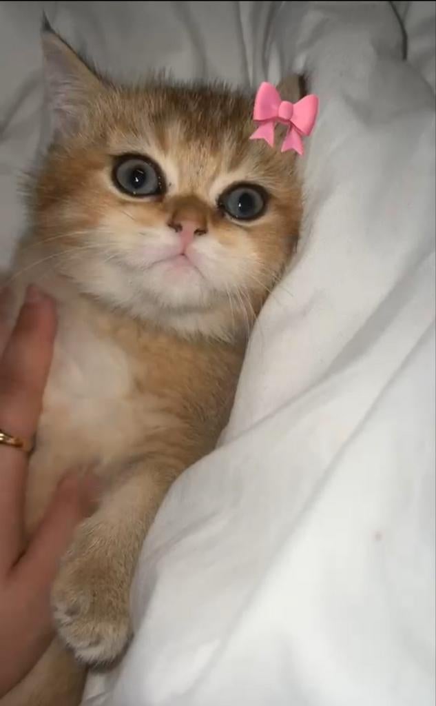 Kittens golden britch