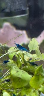 Blue dream neocaridina blauwe garnalen (aquarium), Dieren en Toebehoren, Kreeft, Krab of Garnaal