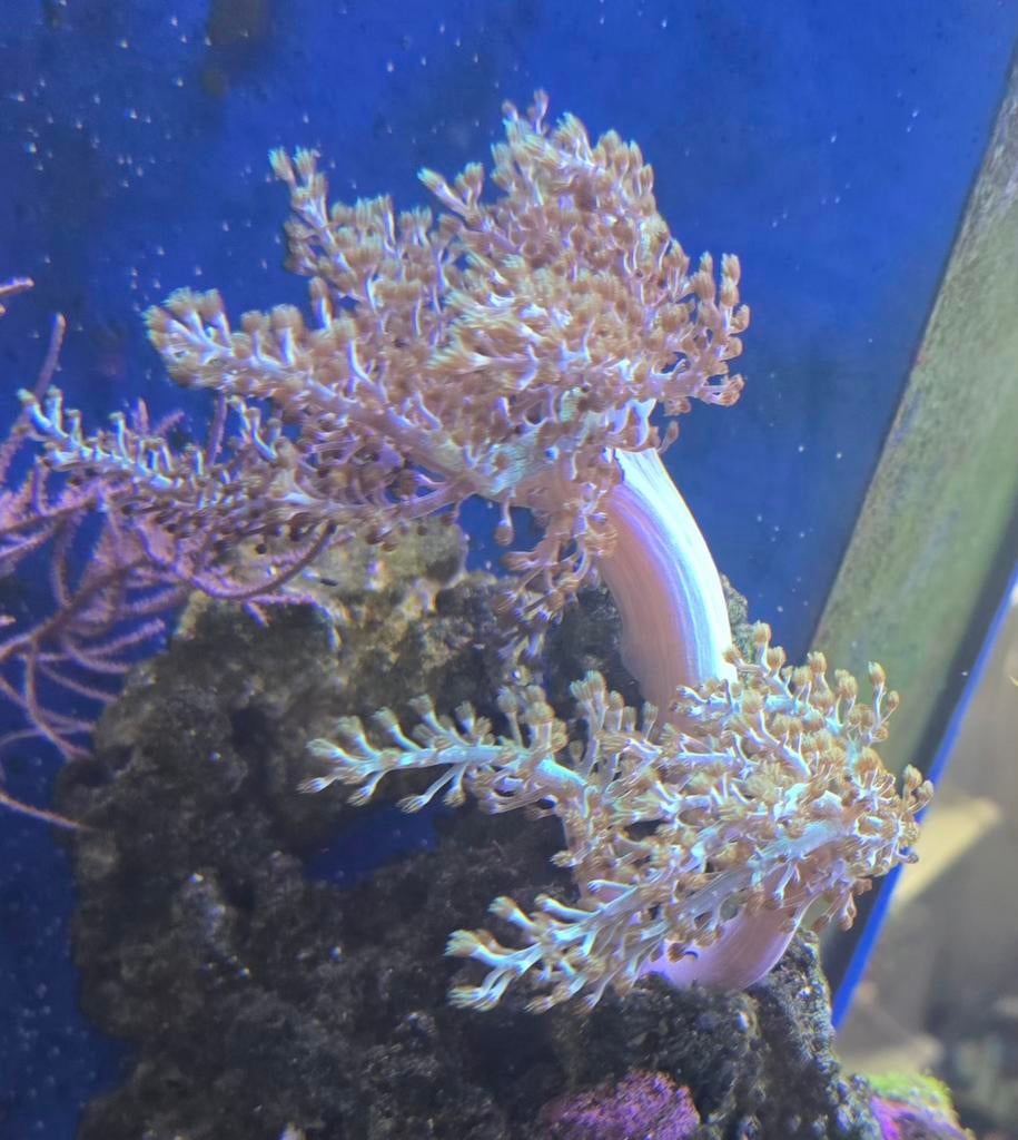 Keniaboom groen stekjes, Dieren en Toebehoren, Vis, Zoutwatervis