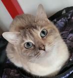 Siamees poesje, Dieren en Toebehoren, Poes, Gechipt, 0 tot 2 jaar