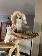 3 ragdoll kittens cream red en seal point, Meerdere dieren, Gechipt, 0 tot 2 jaar