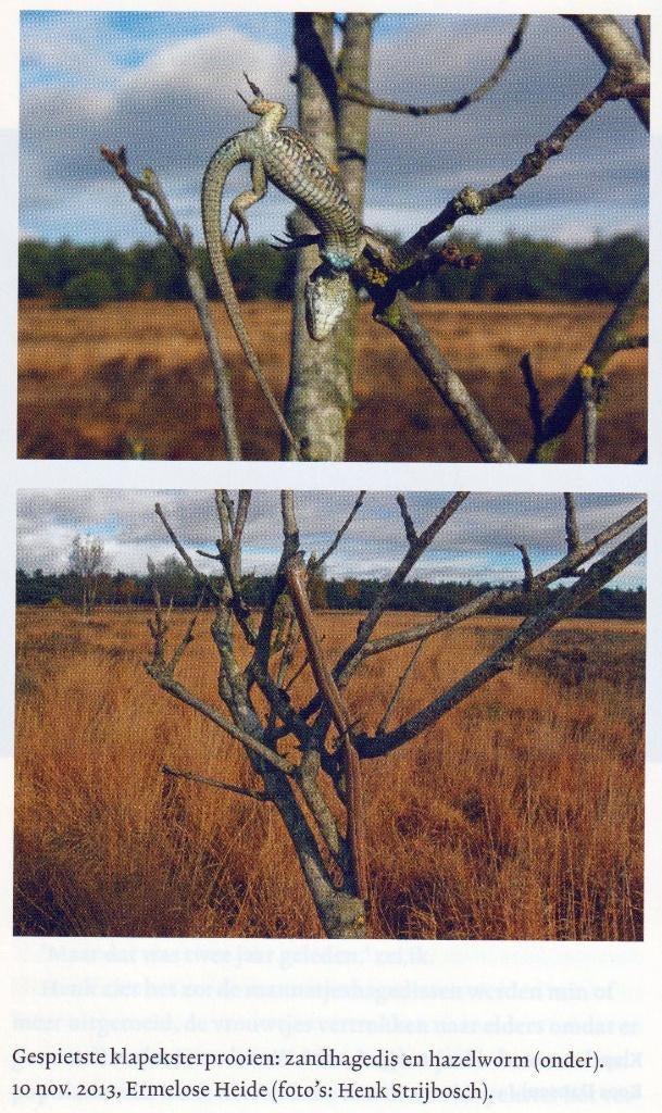 Zomeren, Koos van -  Het verlangen naar klapekster (2014), Ophalen of Verzenden, Zo goed als nieuw