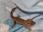 Gargoyle gekko's, Hagedis, 0 tot 2 jaar