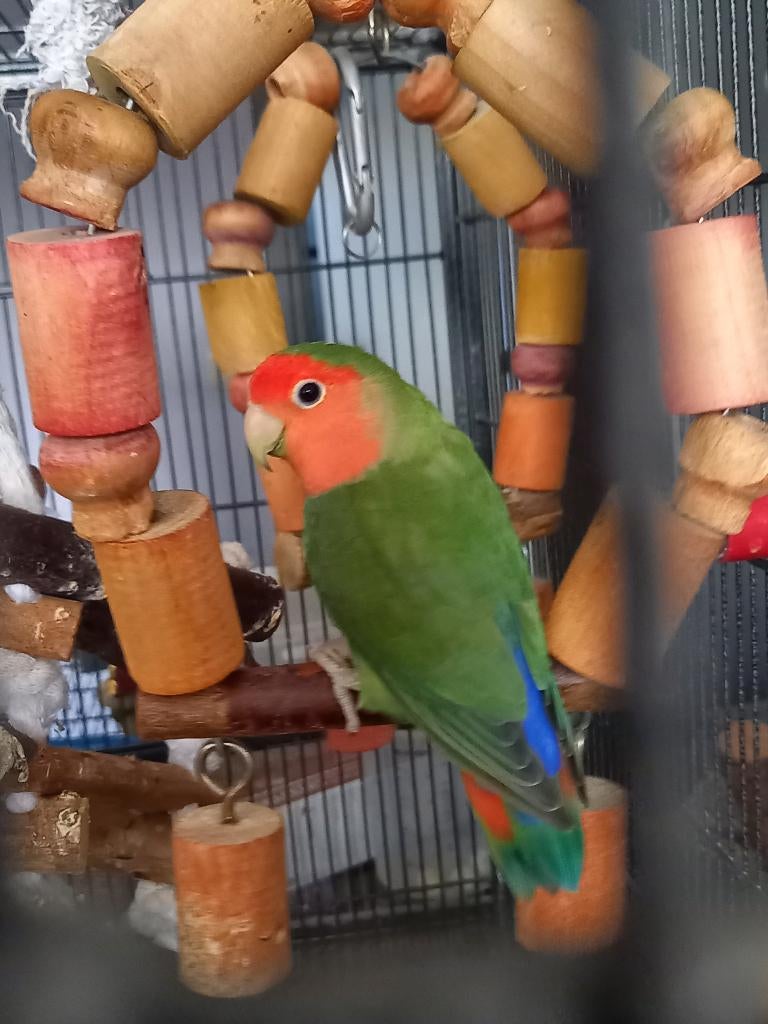 Dwergpapegaai roseicolli man, Mannelijk, Dwergpapegaai of Agapornis