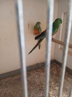 Roodrug man, Mannelijk, Parkiet