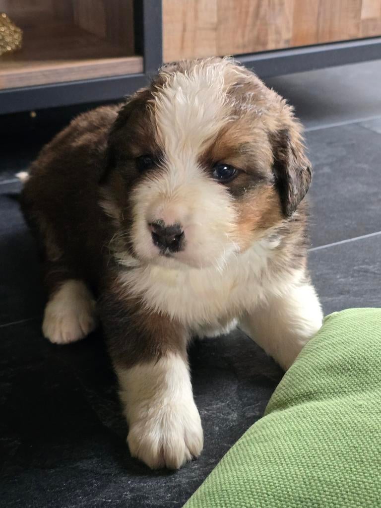Sint bernard x Berner Sennen pups, Parvo, Overige rassen, 8 tot 15 weken, Meerdere