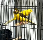 Persian Rasmi’s Kanaries, Meerdere dieren, Postuurkanarie