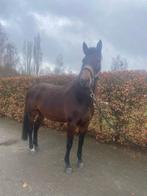 Fokmerrie Canturano x No Limited te koop, Merrie, Springpaard, Met stamboom, 170 tot 175 cm