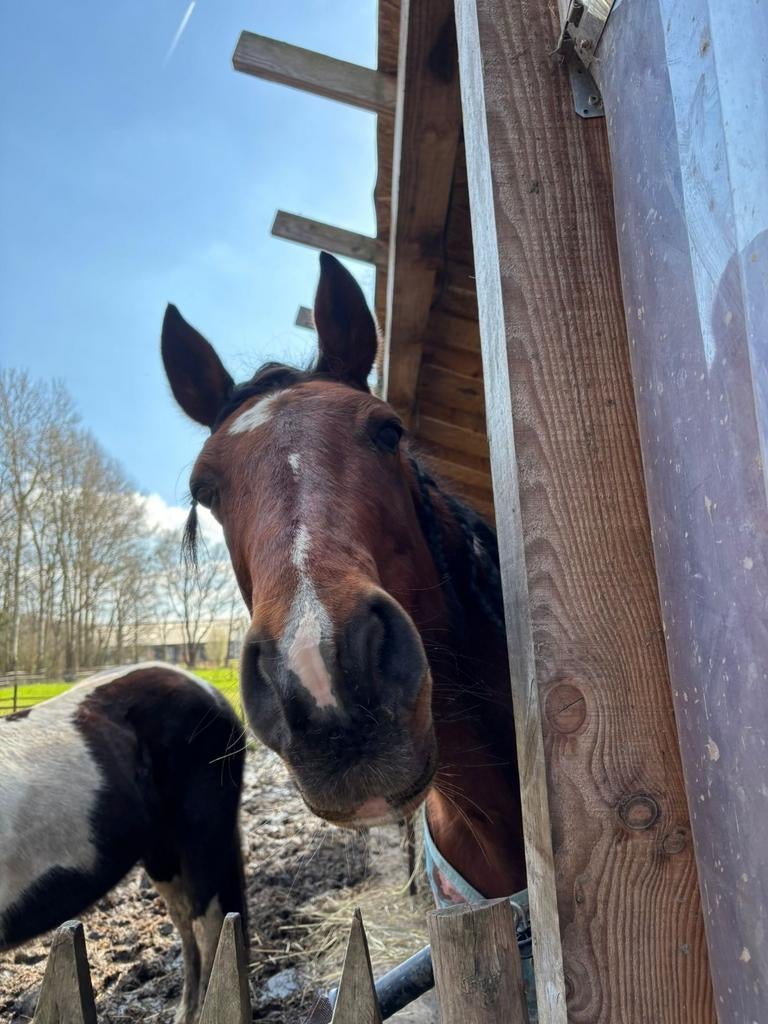 mooie bonte ruin, Dieren en Toebehoren